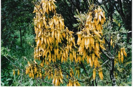 Dwarf Kowhai